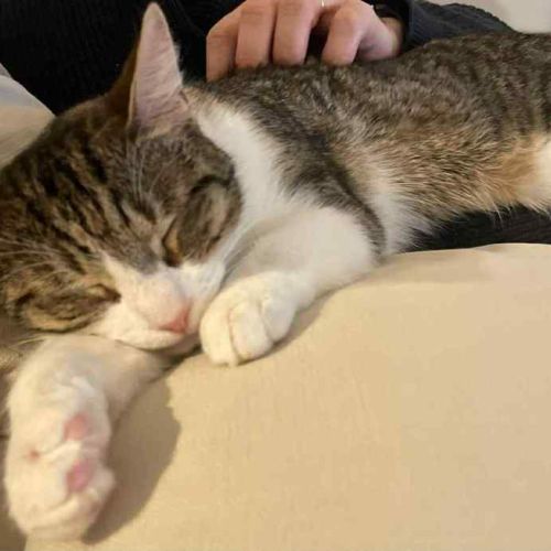 Zoe *9 Lives Project Rescue*