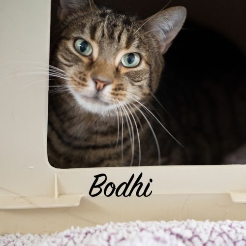 No photo for Bodhi