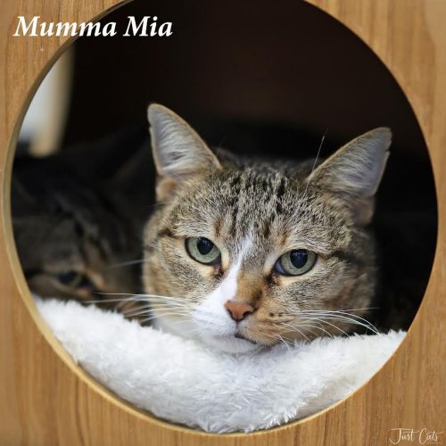 No photo for Mumma Mia