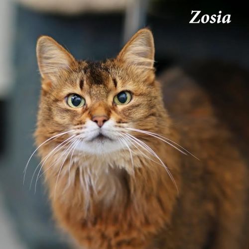 Zosia