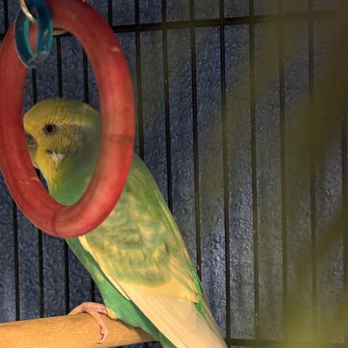 Kikki 
