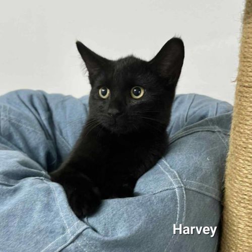 Harvey