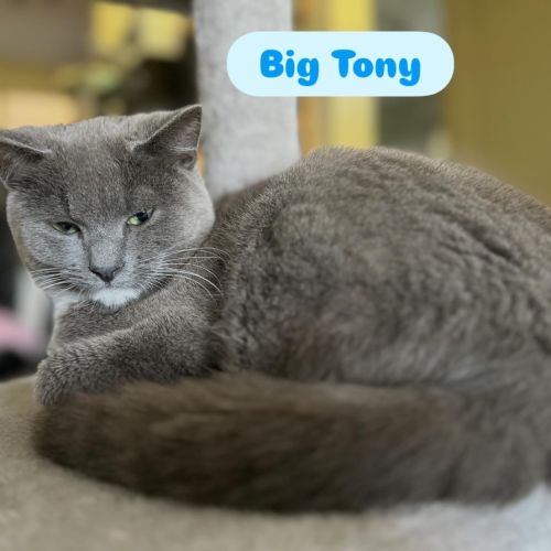 Big Tony