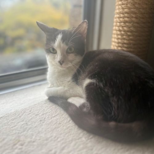 Maya - Sweet and Shy