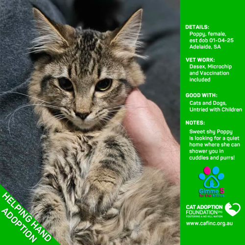 Helping Hand Adoption - Poppy!