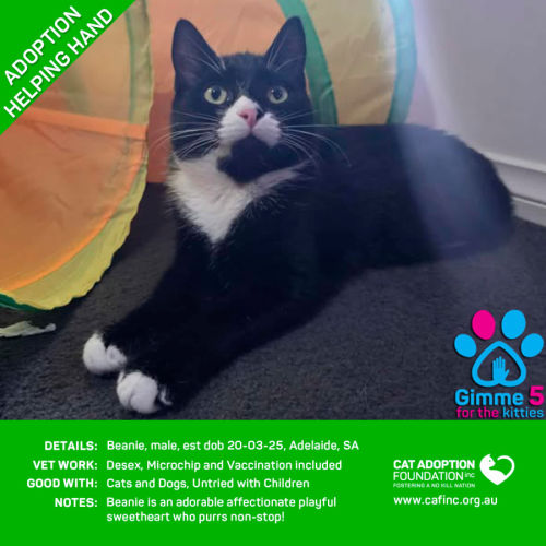 Helping Hand Adoption - Beanie!