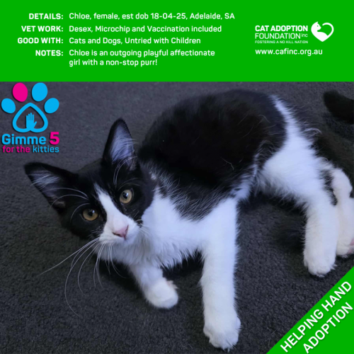 Helping Hand - Chloe!