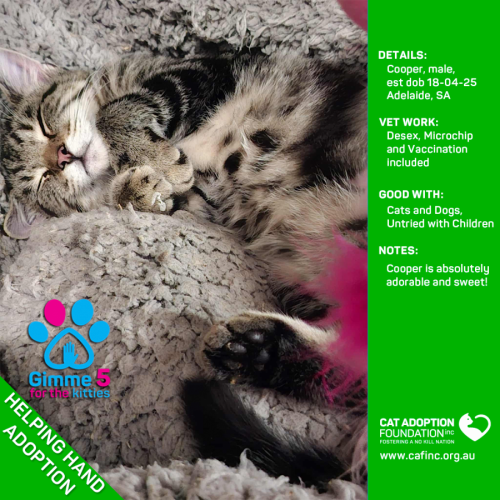 Helping Hand Adoption - Cooper!