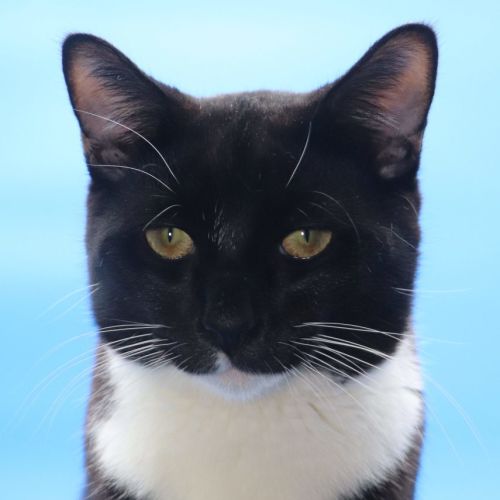 Les - Now at PET Quarters Tuggerah