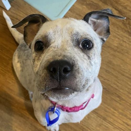 Clover - 3 Month Old Cattle Dog X