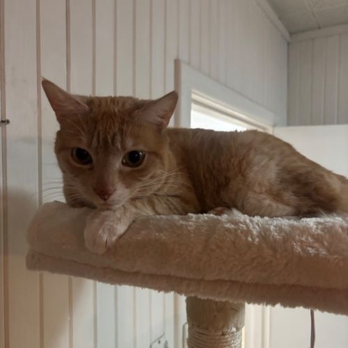 Bella meet me@Petstock Mornington store Nepean hwy