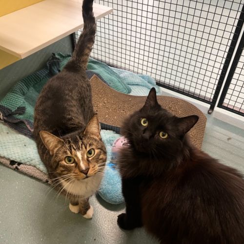 Anakin & Alfred (Bonded)