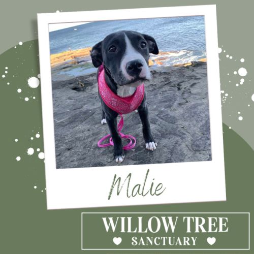 Malie
