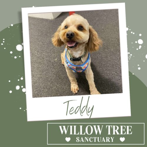 Teddy
