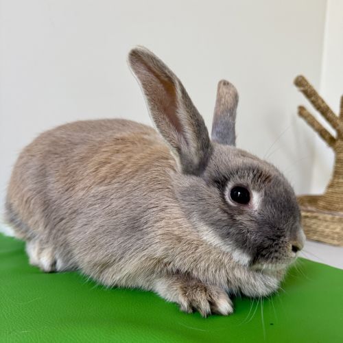 Bee (bonded To Bumble)