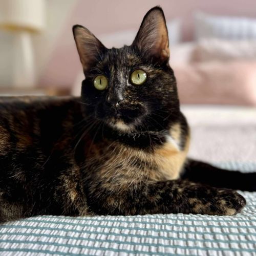 Bambi - In foster care in Macleod