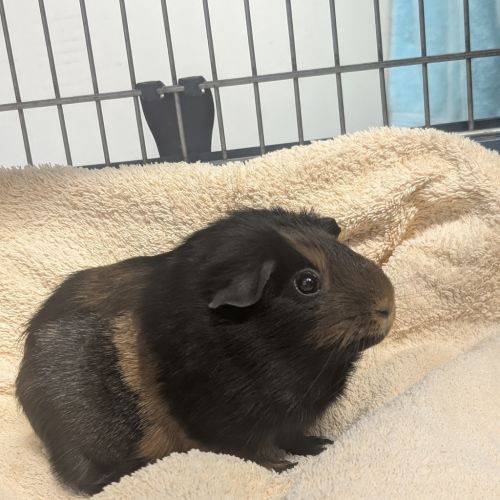 Choccie