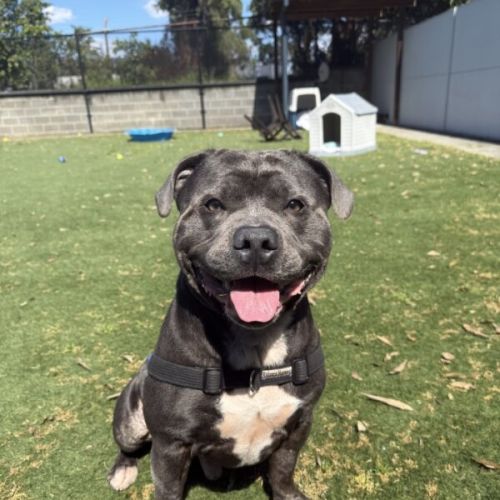 No photo for Maximus