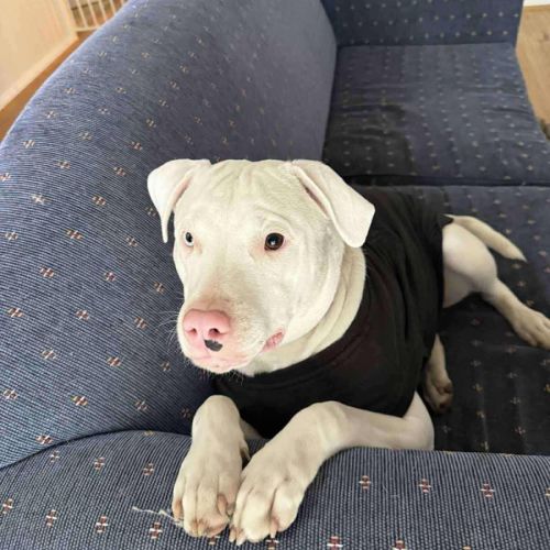 Casper - 11 Month Old Staffy X