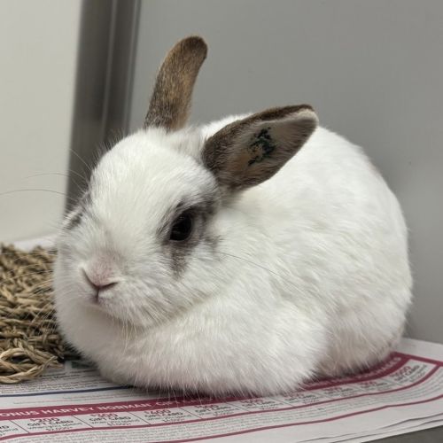 No photo for Kimora (Bonded To Kasha)
