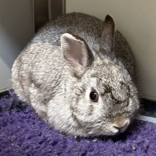 No photo for Kasha (Bonded To Kimora)