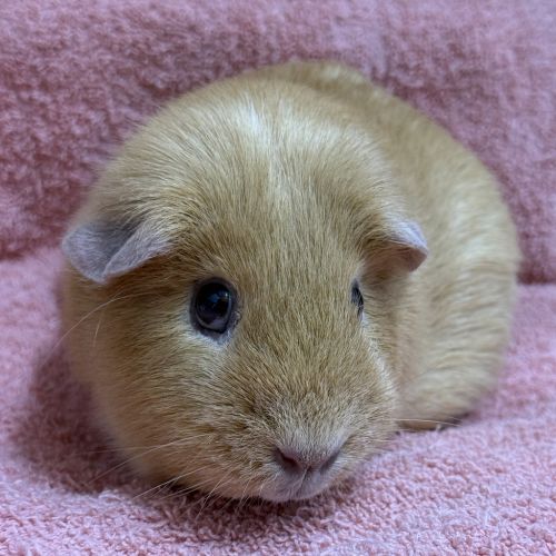 No photo for Peaches