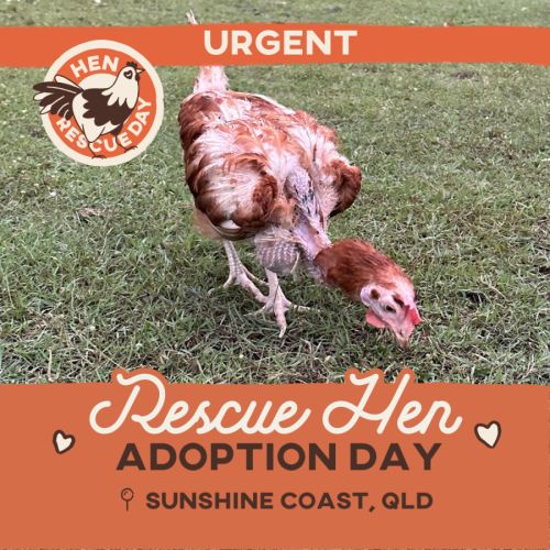 Rescue Hens