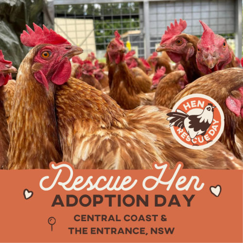 Rescue Hens