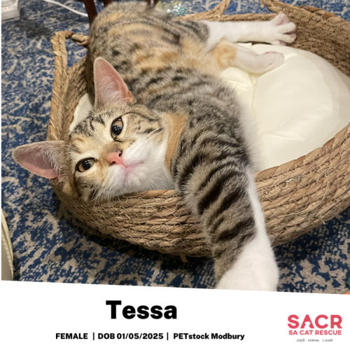 Tessa