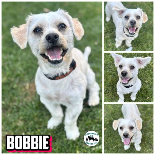 Bobbie 