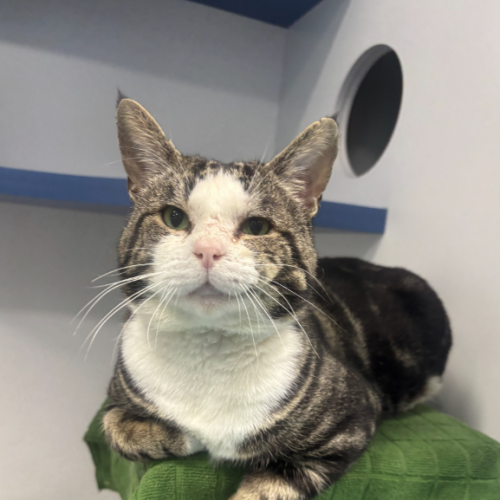 No photo for Boba Fett