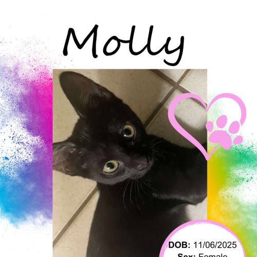 No photo for Molly