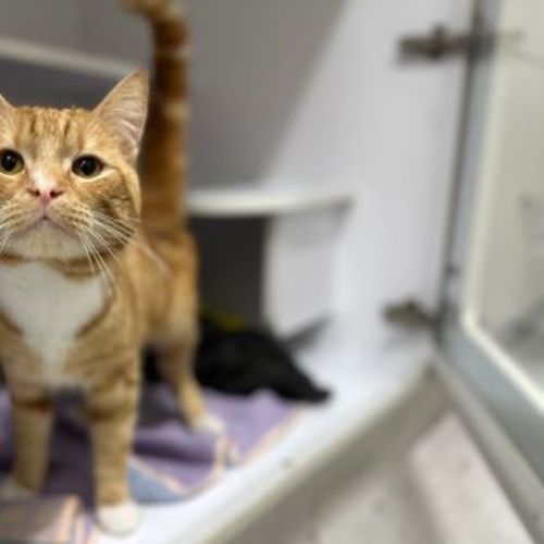 No photo for Stanley 