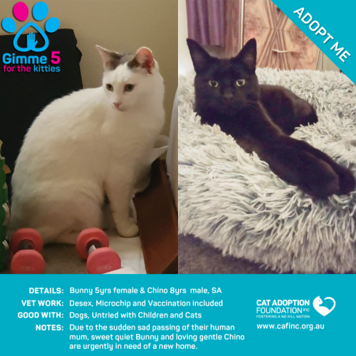 Bunny & Chino Separately or 2 for 1 Deal!  Urgent!