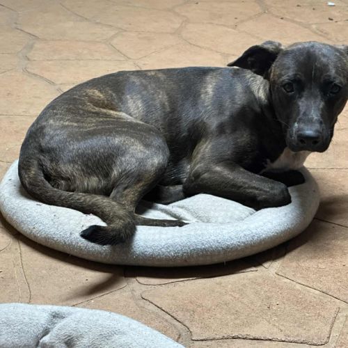 No photo for Tide (Milo)