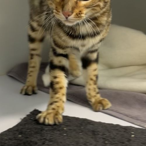 No photo for Copurrnicus