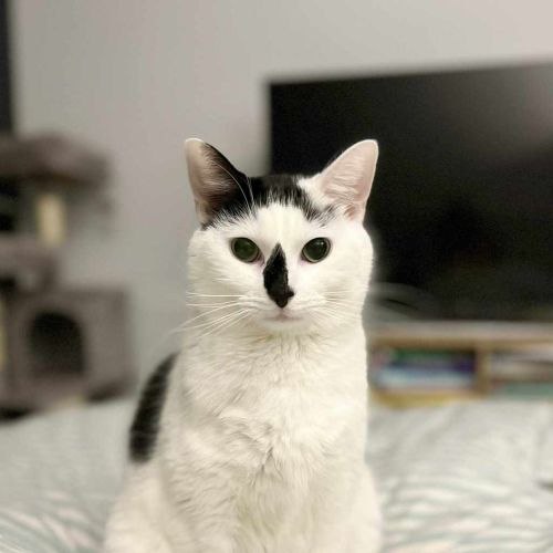 No photo for Moo Moo