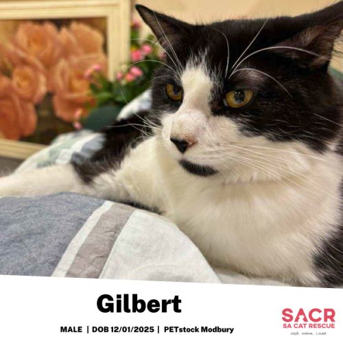 Gilbert
