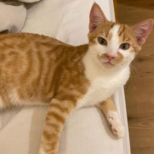 12687 - Chuck Norris