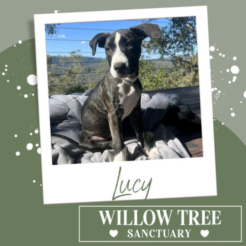 Lucy
