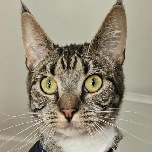 Tabitha *9 Lives Project Rescue*