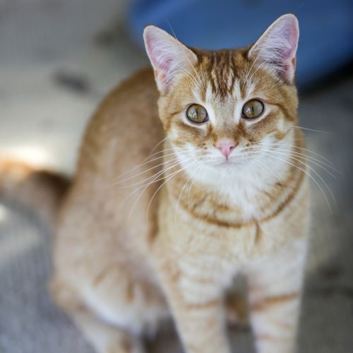 No photo for Caramel