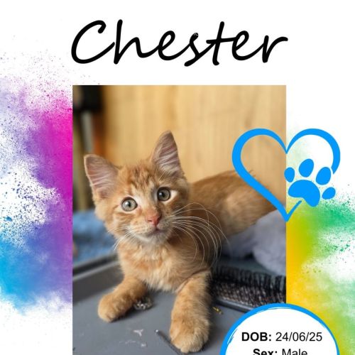 Chester