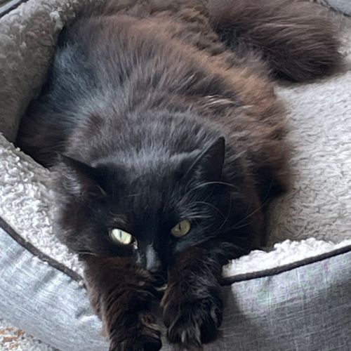 Kiki - In foster in Preston