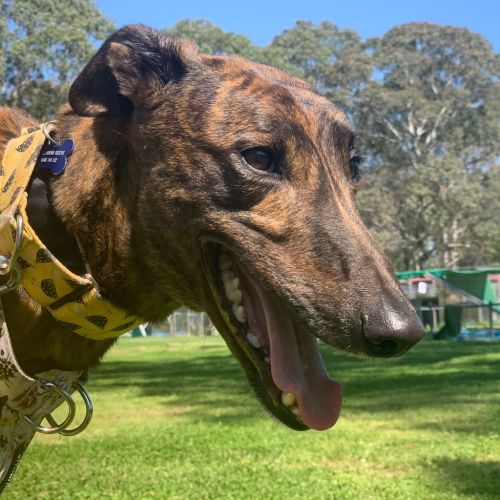 No photo for Maverick The Greyhound
