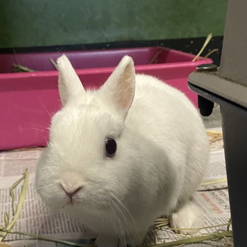 No photo for Beethoven (Bonded To Domino)