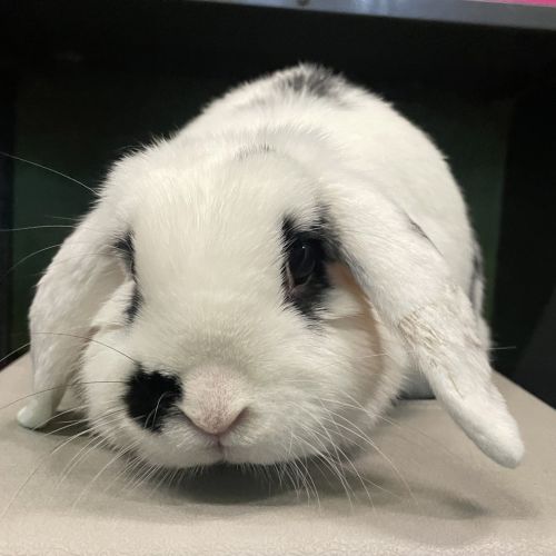 No photo for Domino (Bonded To Beethoven)