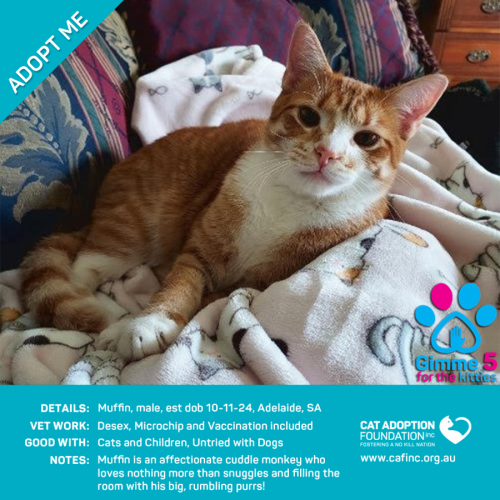 Muffin Just $120 Fully Vetted!