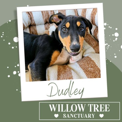 Dudley