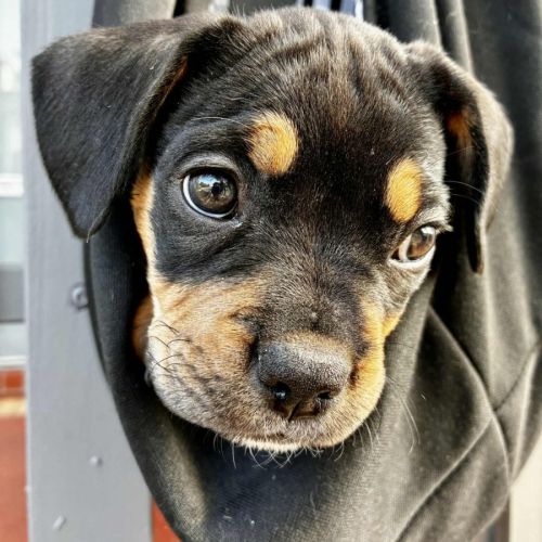 Maisy – 3 Month Old French Bulldog X